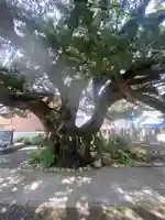 善徳寺(和歌山県)