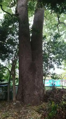 伊豆美神社の自然