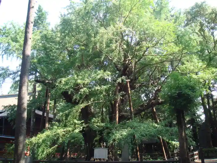 飯香岡八幡宮の自然