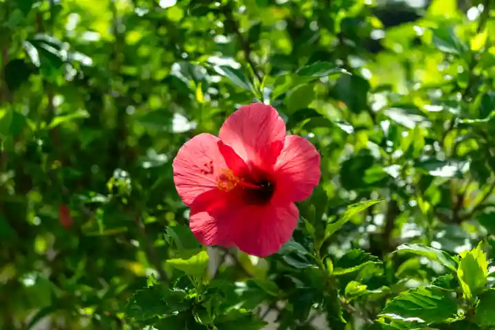 尖閣神社(沖縄県)