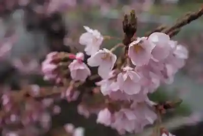 武田八幡宮(山梨県)