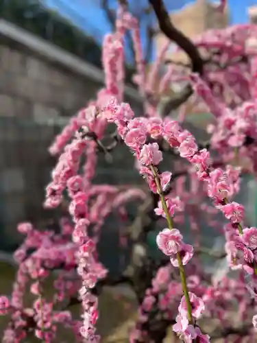 大阪天満宮の自然