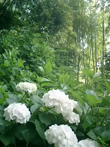御霊神社の自然