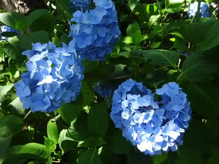 明月院(神奈川県)