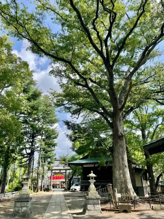 小杉神社(神奈川県)