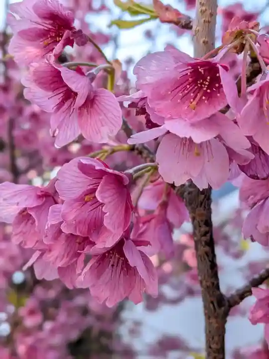 田中稲荷神社(東京都)