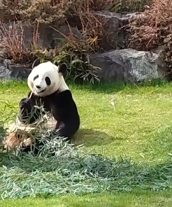 熊野三所神社の動物