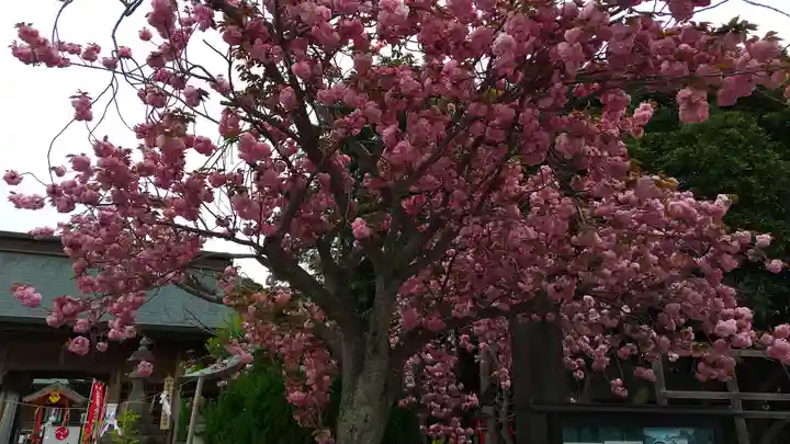 常陸第三宮 吉田神社の自然