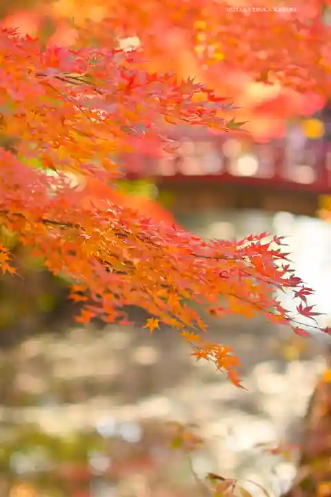 鶴岡八幡宮(神奈川県)
