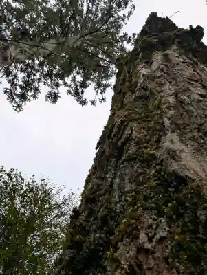 出石神社の{uncategorized: "未分類", other: "その他", undefined: "問題あり", building: "その他建物", grave: "お墓", sacred_gate: "鳥居", guardian: "狛犬", statue: "像", buddha: "仏像", history: "歴史", nature: "自然", garden: "庭園", animal: "動物", pagoda: "塔", temizu: "手水舎", mountain_gate: "山門・神門", sanctuary: "本殿・本堂", subordinate: "末社・摂社", art: "芸術", scenery: "景色", jizo: "地蔵", ema: "絵馬", goshuin: "御朱印", omikuji: "おみくじ", items: "授与品その他", amulet: "お守り", goshuincho: "御朱印帳", eats: "食事", festival: "お祭り", votive_dance: "神楽", shichigosan: "七五三参", wedding: "結婚式", experience: "体験その他", initially: "初詣", around: "周辺", anti_infection: "感染症対策"}