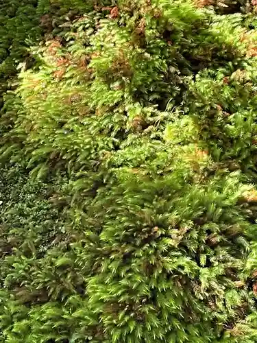 光明寺瑠璃光院の自然