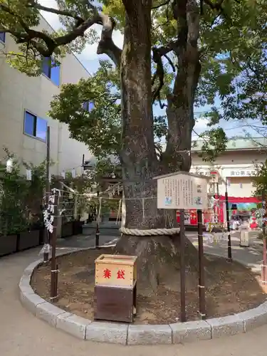 溝口神社の自然