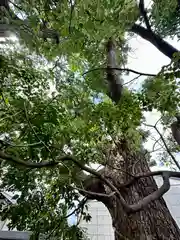 阿保神社(大阪府)