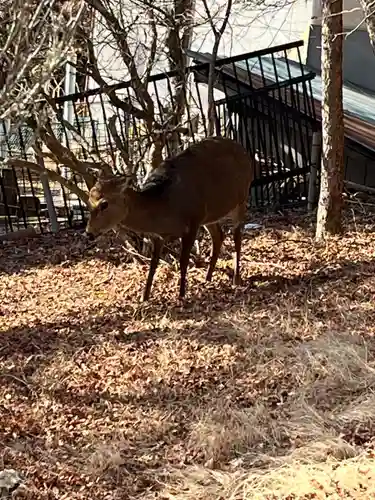 三峯神社(埼玉県)
