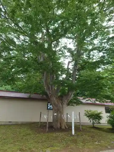 仁木神社の自然