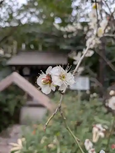 阿佐ヶ谷神明宮(東京都)