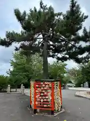 住吉神社の絵馬