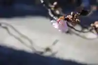 西新井大師総持寺の自然