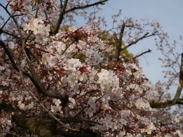 上野東照宮の自然