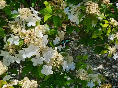 唐招提寺の自然