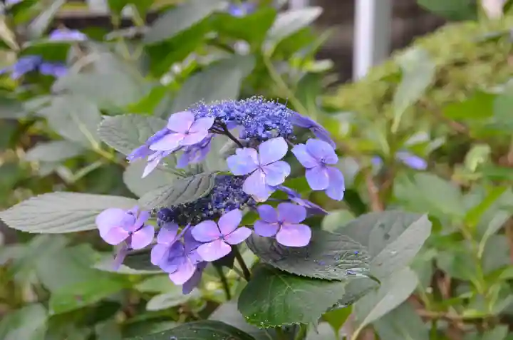 鵜森神社(三重県)