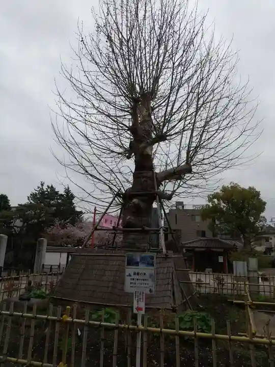 瀧泉寺(目黒不動尊)の自然