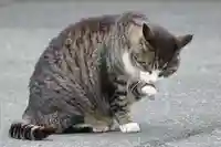 御誕生寺(猫寺)の動物