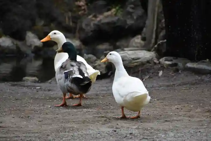 平塚八幡宮の動物