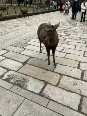 東大寺(奈良県)