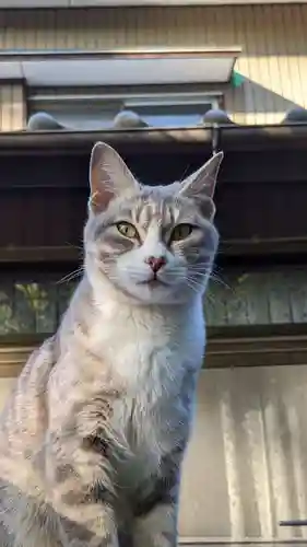 玉野御嶽神社の動物