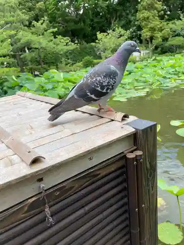 旗上弁財天社の動物
