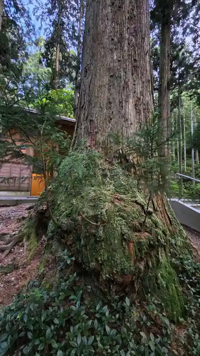 御岩神社の自然