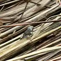 手力雄神社の動物