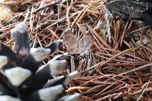 三津厳島神社(愛媛県)