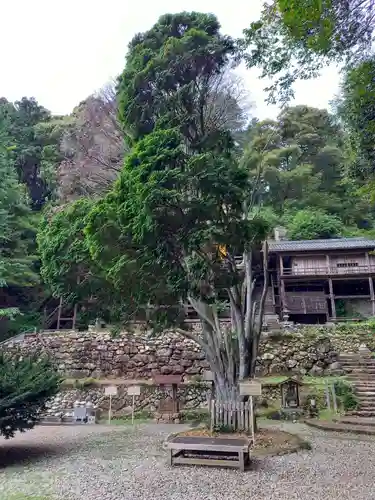 日龍峯寺(高澤観音)(美濃清水)の自然