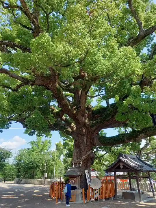 百舌鳥八幡宮の自然