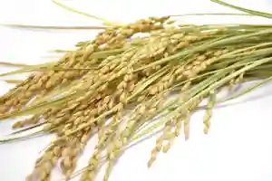 出雲大社倉敷教会(岡山県)(2025年11月23日(日) 09時48分29秒投稿)