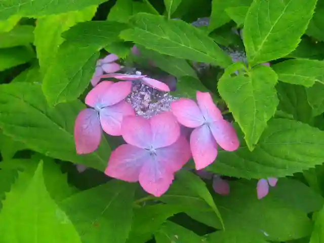 御霊神社の自然