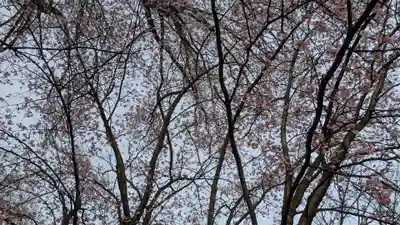 北海道護國神社の自然