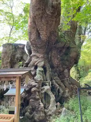 來宮神社(静岡県)