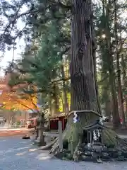 北口本宮冨士浅間神社の自然