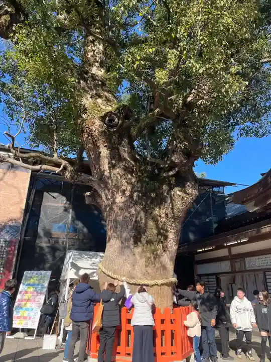 宇佐神宮の自然