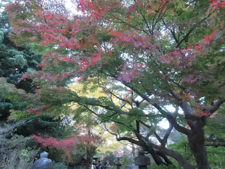 安國論寺(安国論寺)の自然