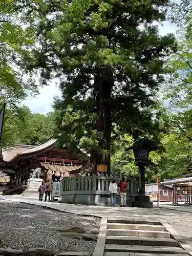 諏訪大社下社秋宮の自然