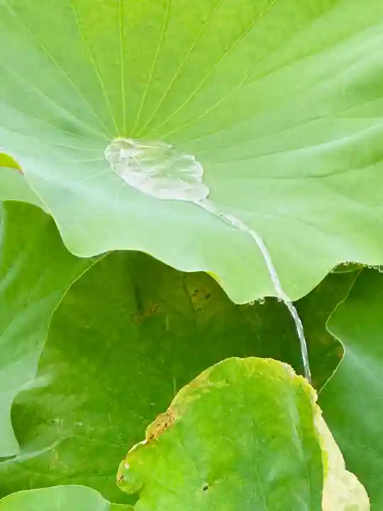 東寺(教王護国寺)(京都府)