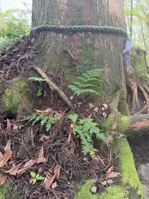 戸隠神社奥社(長野県)