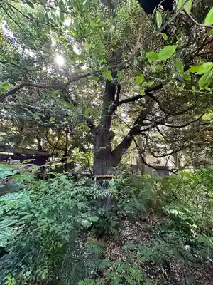 東京大神宮(東京都)