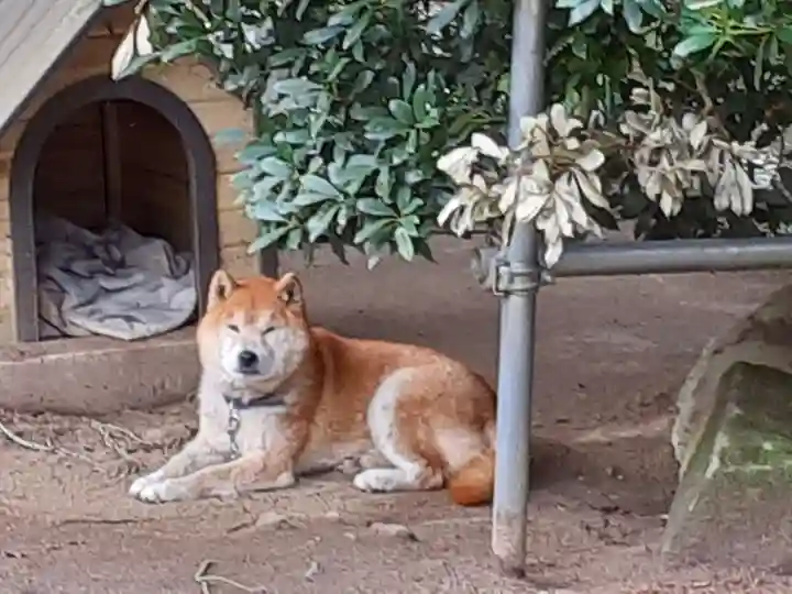 赤井嶽薬師 常福寺の動物