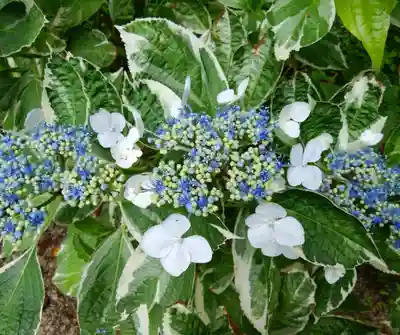 月照寺(島根県)