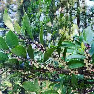 豊景神社の自然(2020年03月17日(火) 06時32分52秒投稿)
